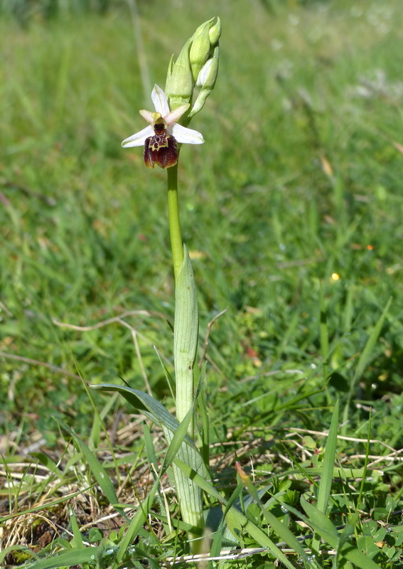 Ophrys montis-leonis sulla costa tirrenica laziale e sugli Aurunci  marzo 2024